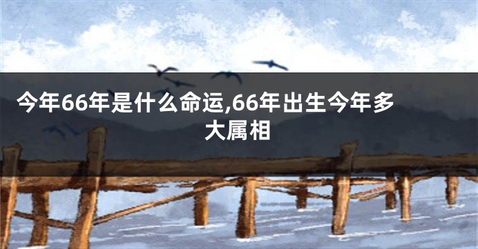 今年66年是什么命运,66年出生今年多大属相