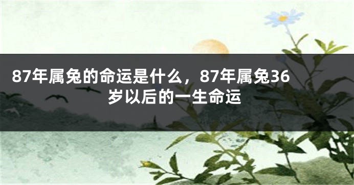 87年属兔的命运是什么，87年属兔36岁以后的一生命运