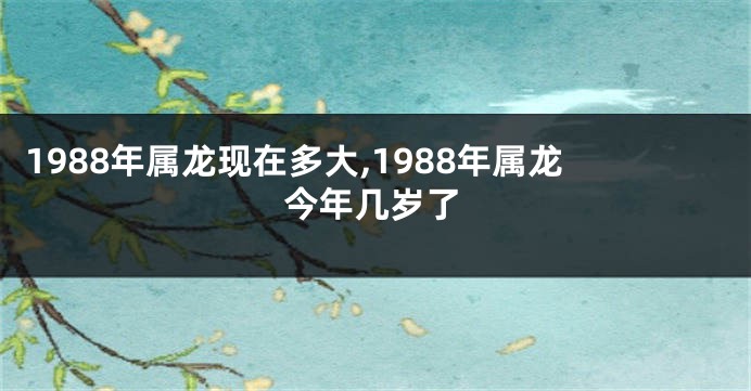 1988年属龙现在多大,1988年属龙今年几岁了