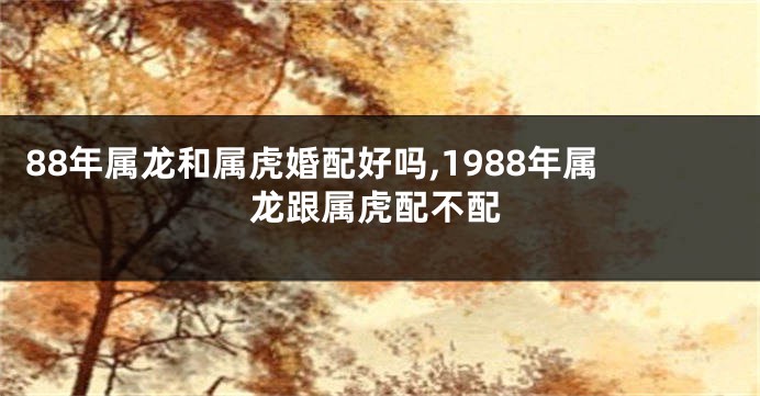 88年属龙和属虎婚配好吗,1988年属龙跟属虎配不配