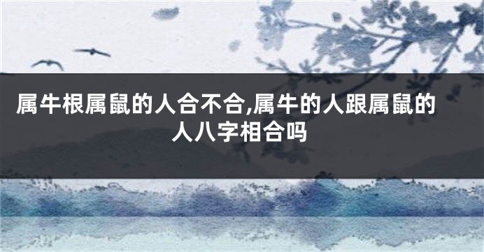 属牛根属鼠的人合不合,属牛的人跟属鼠的人八字相合吗