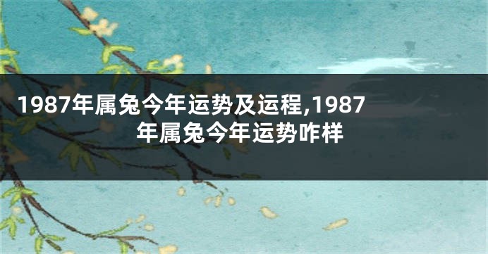 1987年属兔今年运势及运程,1987年属兔今年运势咋样