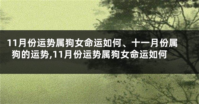 11月份运势属狗女命运如何、十一月份属狗的运势,11月份运势属狗女命运如何