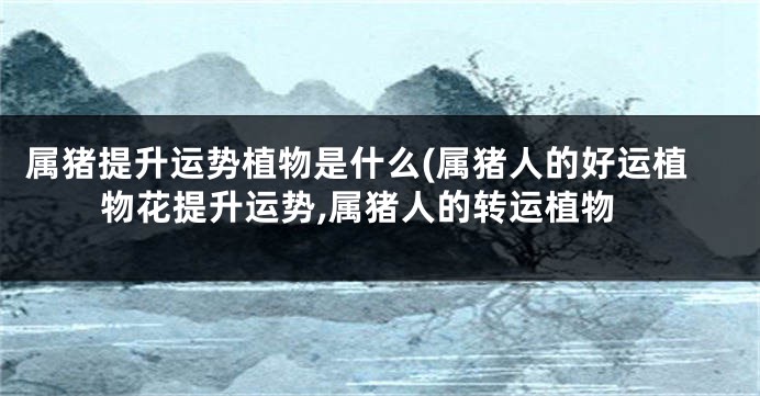 属猪提升运势植物是什么(属猪人的好运植物花提升运势,属猪人的转运植物