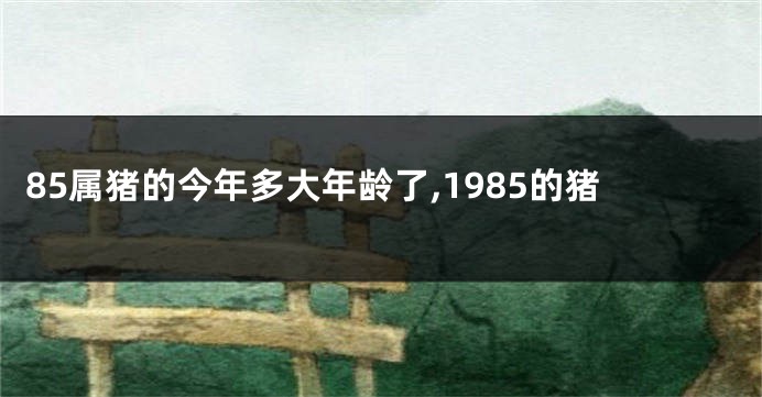 85属猪的今年多大年龄了,1985的猪