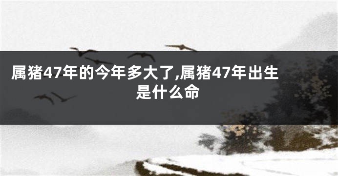 属猪47年的今年多大了,属猪47年出生是什么命