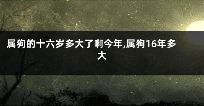 属狗的十六岁多大了啊今年,属狗16年多大