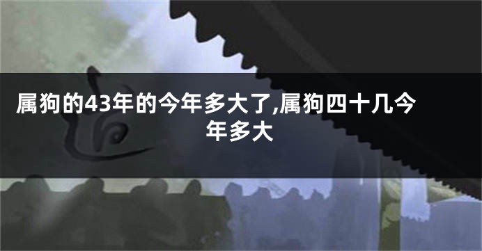 属狗的43年的今年多大了,属狗四十几今年多大