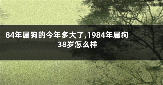 84年属狗的今年多大了,1984年属狗38岁怎么样