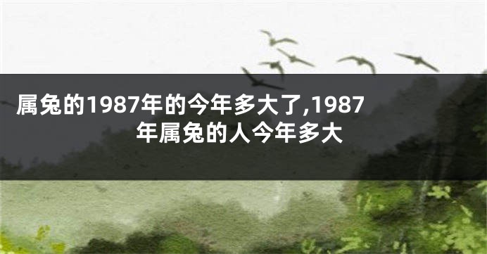 属兔的1987年的今年多大了,1987年属兔的人今年多大