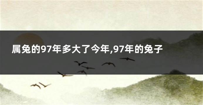 属兔的97年多大了今年,97年的兔子