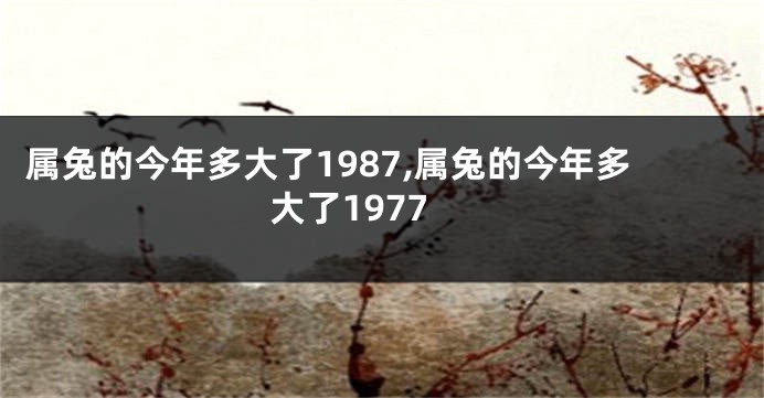 属兔的今年多大了1987,属兔的今年多大了1977