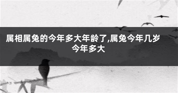 属相属兔的今年多大年龄了,属兔今年几岁今年多大