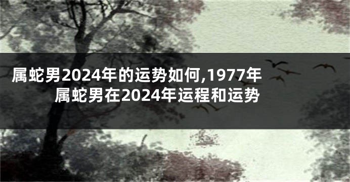 属蛇男2024年的运势如何,1977年属蛇男在2024年运程和运势